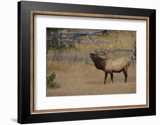 Elk-DLILLC-Framed Photographic Print