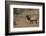 Elk-DLILLC-Framed Photographic Print