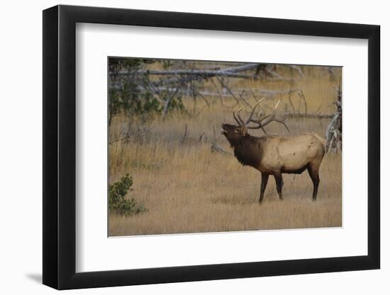 Elk-DLILLC-Framed Photographic Print