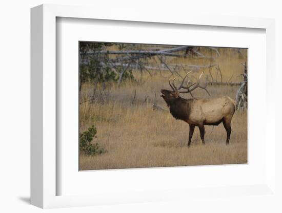 Elk-DLILLC-Framed Photographic Print