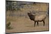 Elk-DLILLC-Mounted Photographic Print