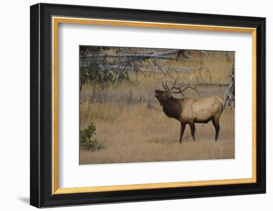 Elk-DLILLC-Framed Photographic Print