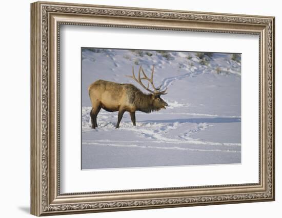 Elk-DLILLC-Framed Photographic Print