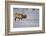 Elk-DLILLC-Framed Photographic Print