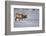 Elk-DLILLC-Framed Photographic Print