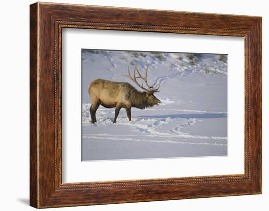 Elk-DLILLC-Framed Photographic Print