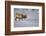 Elk-DLILLC-Framed Photographic Print