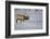 Elk-DLILLC-Framed Photographic Print