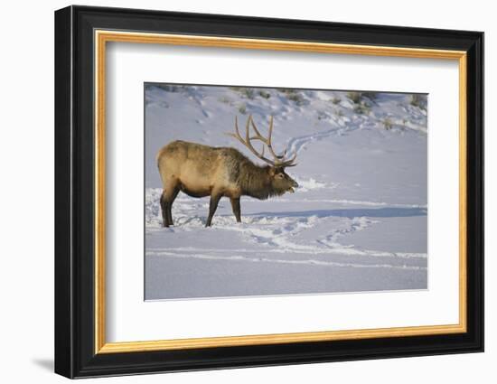 Elk-DLILLC-Framed Photographic Print