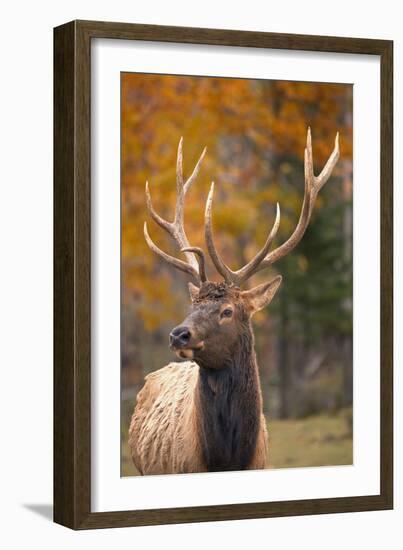 Elk-null-Framed Photographic Print