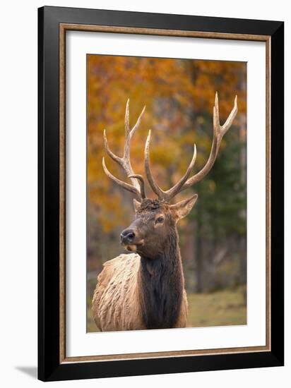 Elk-null-Framed Photographic Print