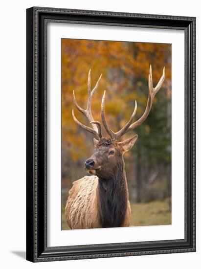 Elk-null-Framed Photographic Print