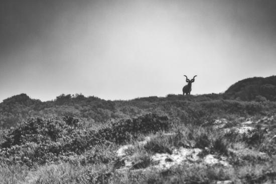 Elk-Pixie Pics-Framed Photographic Print