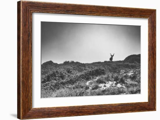 Elk-Pixie Pics-Framed Photographic Print
