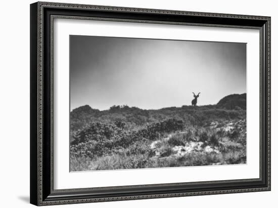 Elk-Pixie Pics-Framed Photographic Print