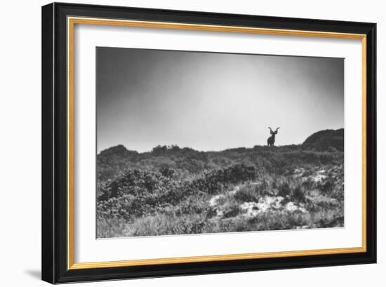 Elk-Pixie Pics-Framed Photographic Print