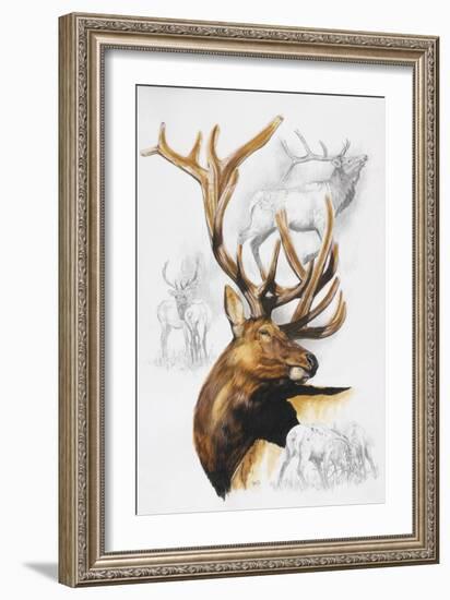 Elk-Barbara Keith-Framed Giclee Print