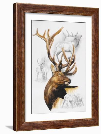 Elk-Barbara Keith-Framed Giclee Print