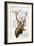 Elk-Barbara Keith-Framed Giclee Print