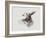 Elk-Gabriella Roberg-Framed Giclee Print