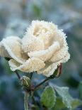 Heart Shaped Arrangement of Roses and Straw Hat-Elke Borkowski-Photographic Print