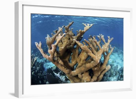 Elkhorn Coral Grows on a Healthy Reef in the Caribbean Sea-Stocktrek Images-Framed Photographic Print