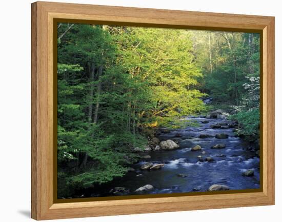 Elkmount Area, Great Smoky Mountains National Park, Tennessee, USA-Darrell Gulin-Framed Premier Image Canvas