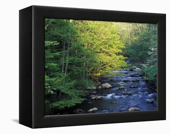 Elkmount Area, Great Smoky Mountains National Park, Tennessee, USA-Darrell Gulin-Framed Premier Image Canvas