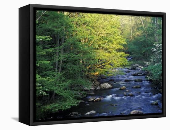 Elkmount Area, Great Smoky Mountains National Park, Tennessee, USA-Darrell Gulin-Framed Premier Image Canvas