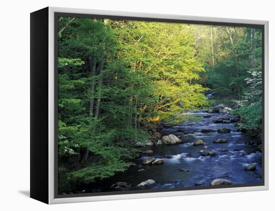 Elkmount Area, Great Smoky Mountains National Park, Tennessee, USA-Darrell Gulin-Framed Premier Image Canvas