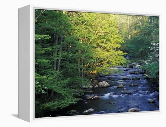 Elkmount Area, Great Smoky Mountains National Park, Tennessee, USA-Darrell Gulin-Framed Premier Image Canvas