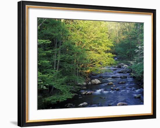 Elkmount Area, Great Smoky Mountains National Park, Tennessee, USA-Darrell Gulin-Framed Premium Photographic Print