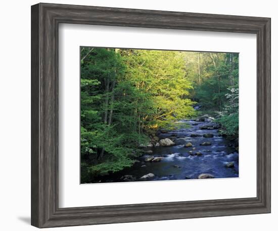 Elkmount Area, Great Smoky Mountains National Park, Tennessee, USA-Darrell Gulin-Framed Photographic Print