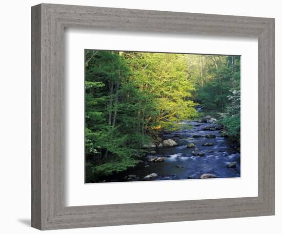 Elkmount Area, Great Smoky Mountains National Park, Tennessee, USA-Darrell Gulin-Framed Photographic Print