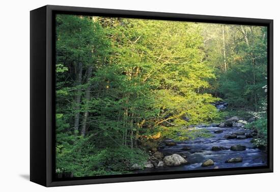 Elkmount Area, Great Smoky Mountains National Park, Tennessee, USA-Darrell Gulin-Framed Premier Image Canvas