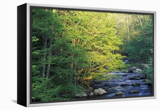 Elkmount Area, Great Smoky Mountains National Park, Tennessee, USA-Darrell Gulin-Framed Premier Image Canvas