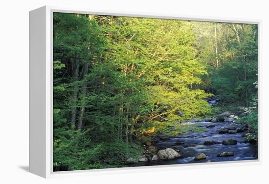 Elkmount Area, Great Smoky Mountains National Park, Tennessee, USA-Darrell Gulin-Framed Premier Image Canvas