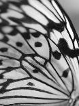 Butterfly-Ella Lancaster-Giclee Print