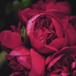 Verglas Camellia-Ella Lancaster-Giclee Print
