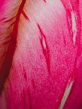 Radiant Pink Tulip II-Ella Lancaster-Giclee Print