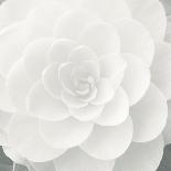 Verglas Camellia-Ella Lancaster-Giclee Print