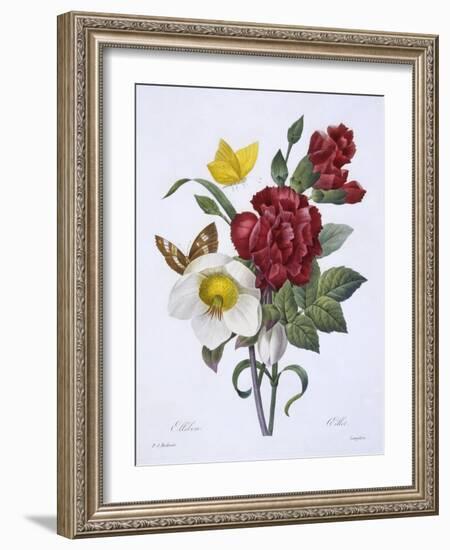 Ellebore Et Oeillet, from 'Choix Des Plus Belles Fleurs', Published Paris, 1829-Pierre Joseph Redoute-Framed Giclee Print