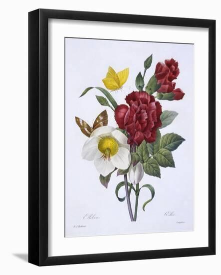 Ellebore Et Oeillet, from 'Choix Des Plus Belles Fleurs', Published Paris, 1829-Pierre Joseph Redoute-Framed Giclee Print