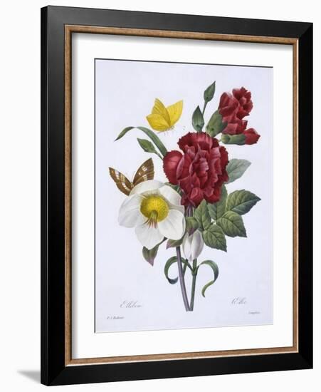 Ellebore Et Oeillet, from 'Choix Des Plus Belles Fleurs', Published Paris, 1829-Pierre Joseph Redoute-Framed Giclee Print