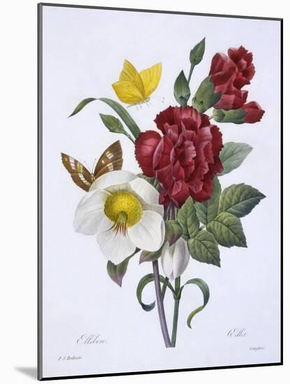 Ellebore Et Oeillet, from 'Choix Des Plus Belles Fleurs', Published Paris, 1829-Pierre Joseph Redoute-Mounted Giclee Print