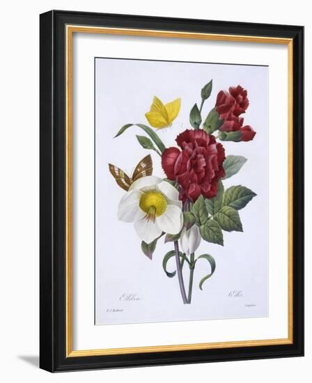 Ellebore Et Oeillet, from 'Choix Des Plus Belles Fleurs', Published Paris, 1829-Pierre Joseph Redoute-Framed Giclee Print