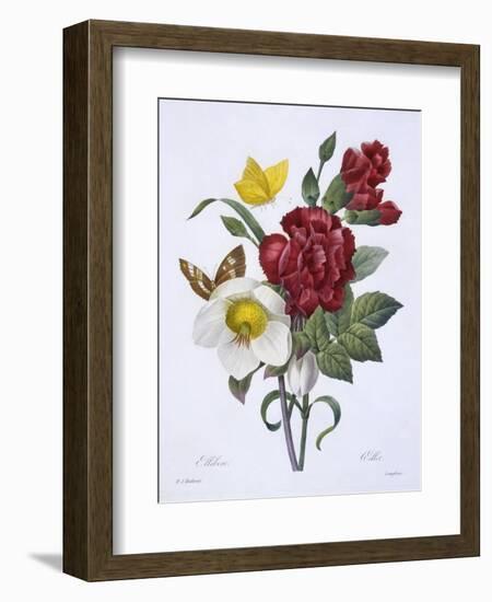 Ellebore Et Oeillet, from 'Choix Des Plus Belles Fleurs', Published Paris, 1829-Pierre Joseph Redoute-Framed Giclee Print