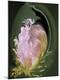 Premium Photographic Print