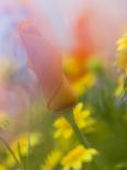 Abstract of Poppies and Wildflowers, Antelope Valley, California, USA-Ellen Anon-Photographic Print
