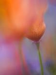 Abstract of Poppies and Wildflowers, Antelope Valley, California, USA-Ellen Anon-Photographic Print